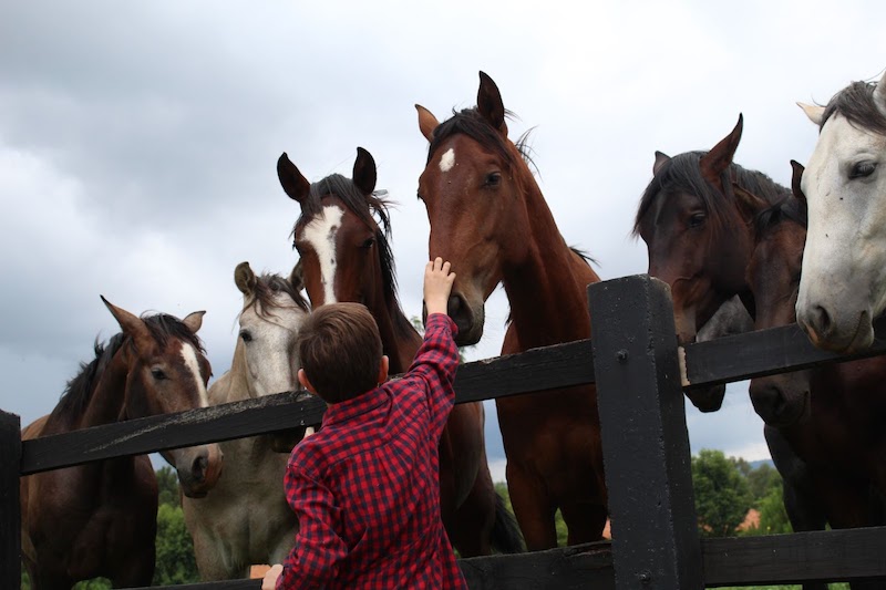 A child pets horses at a nonprofit animal rescue